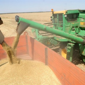Правительство Приднестровья установило «особый порядок экспорта пшеницы»