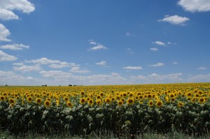 Подсолнухи Болгарии